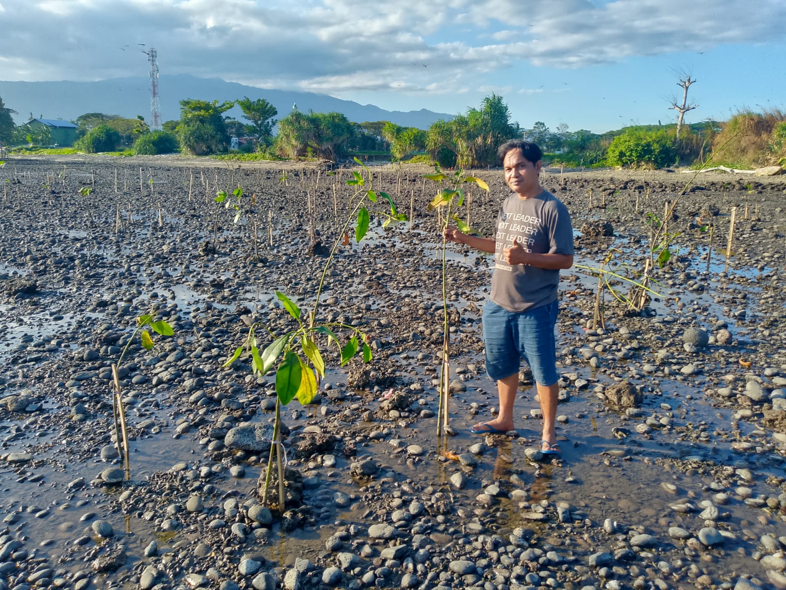 Harapan Tumbuh di Pesisir Ujung Labbu! Mangrove Mulai Bertunas, Semangat Warga Menjaga Alam Berbuah Hasil
